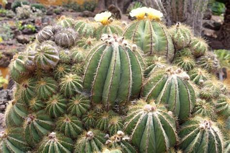 Desert cactus are relatively inexpensive. ball cactus | plant | Britannica.com