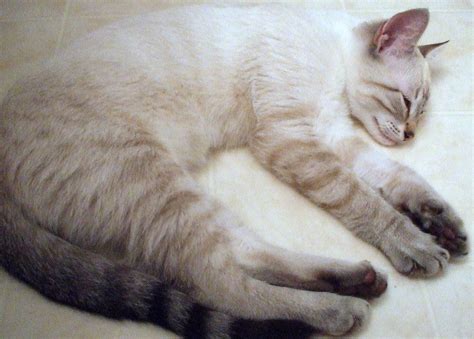 Siamese Mix Kittens White