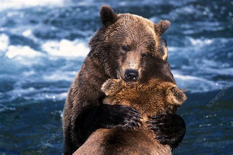 Grizzly Bears Playing Stock Image F0320409 Science Photo Library