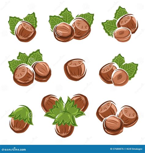 Hazelnut Nuts Set Vector Stock Vector Illustration Of Hazelnut 37680876