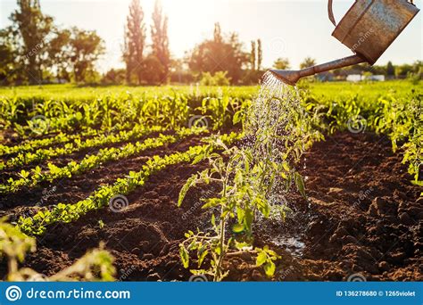Watering Tomato Sprouts From A Watering Can At Sunset In ...