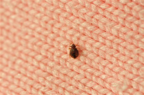 Do Bed Bugs Carry Diseases