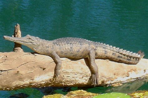 Freshwater Crocodile Facts And Pictures Reptile Fact
