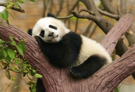 Urso Panda Gigante Características Peso Tamanho Habitat E Fotos