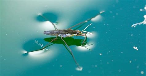 Pond Skater Insect Facts Wikipoint Wiki Point
