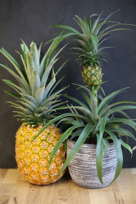 Ananas Einpflanzen Anleitung And Tipps Zum Anbau Plantura Ananas