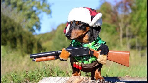 Funny Dogs With Guns