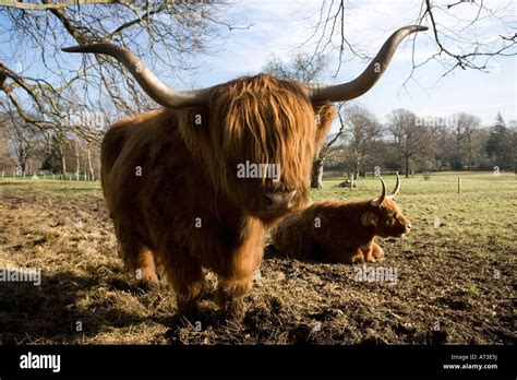Highland Cattle In Grounds Of The Prestonfield Hotel Edinburgh Scotland
