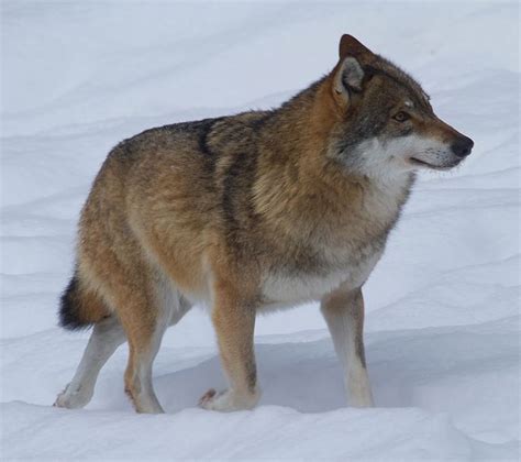 Gray Wolf Facts Information About The Grey Wolf