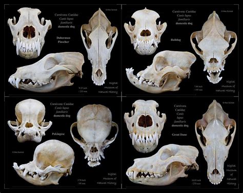Dog Skulls By Alex Surcica Dog Skull Skull Reference Animal Skeletons