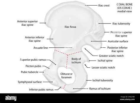 Os Coxae Coxal Bone Medial View Anatomy Stock Photo Alamy