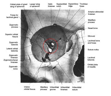 Orbital Apex Anatomy