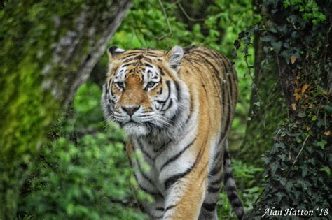 Amur Tiger Amur Tigers Were Once Found Throughout The