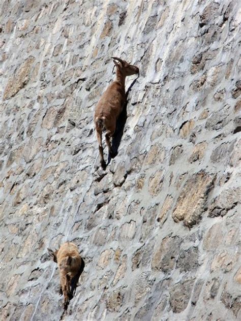 Dam You Crazy Goats Climbing Vertical Dam Geekologie