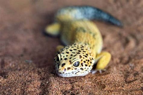 Types Of Geckos To Keep As Pets Ranked By Difficulty Reptile Advisor