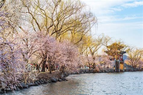 Spring Of The Summer Palace In Beijing Stock Photo Image Of Blossom