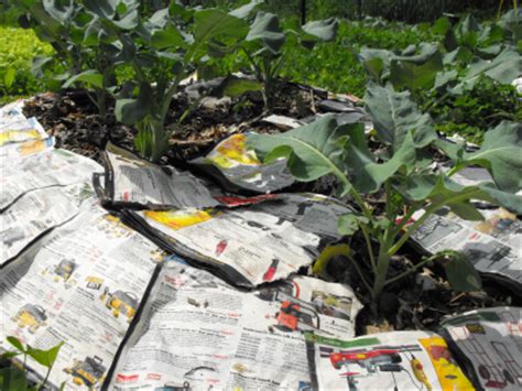 Organic pesticide vegetable garden planning growing vegetables mulch sheet mulching organic gardening tips garden guide food garden organic gardening. Summer mulch conclusions