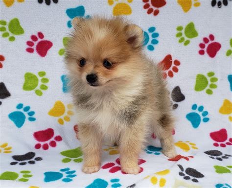 Pomeranian Puppies For Sale Orlando Fl 345678