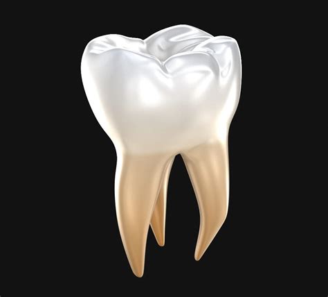 Human Molar Tooth Modèles 3d In Anatomie 3dexport