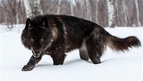 A Black And Brown Wolf Walking Through The Snow