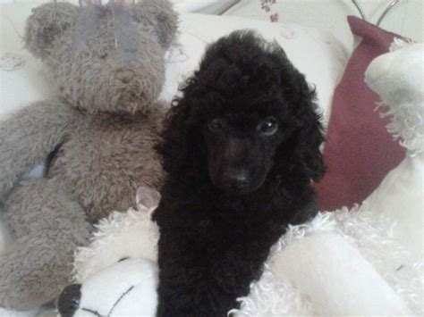Get healthy pups from responsible and professional breeders at puppyspot. black toy poodle boy puppy k/c reg | Morecambe, Lancashire | Pets4Homes