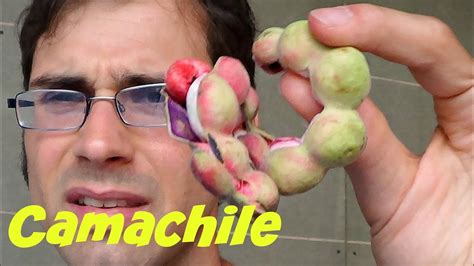 Camachile Pithecellobium Dulce Review In Bangkok Weird Fruit