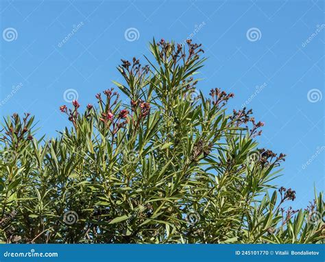 A Beautiful Green Nerium Oleander Stock Photo Image Of Flower Nature