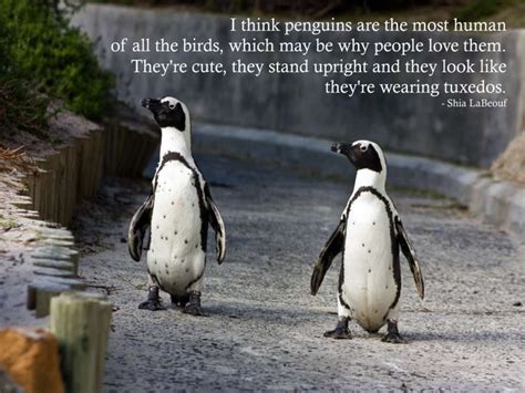 In this extract, hazel wong's little sister may is staying with her family in daisy's uncle's flat for the summer. 24 Memes That Prove Penguins Are The Funniest Animals On ...