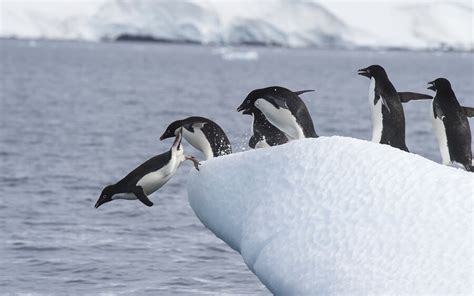 Antarctica Introduction Location Animals And Facts
