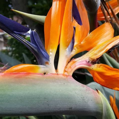 極楽鳥花の花 びいとるのブログ 楽天ブログ