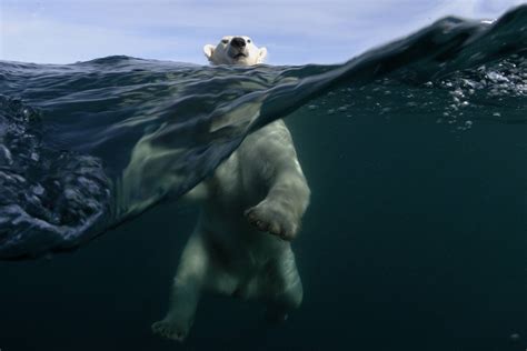 Interesting Photo Of The Day Brave Photographer Captures Wild Polar