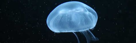 Jellyfish Anatomy Animal Facts And Information