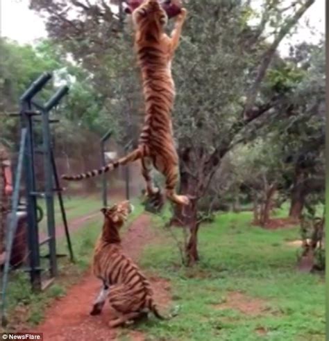 Slow Motion Video Captures Tiger Jumping 10ft Into The Air To Catch
