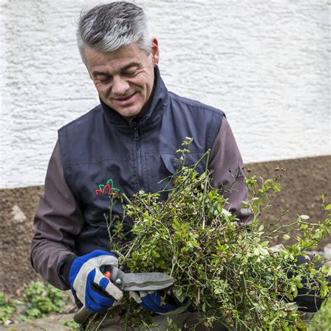 If you want to learn schöner garten in english, you will find the translation here, along with other translations from german to english. Bodendeckerrosen Wie Schneiden