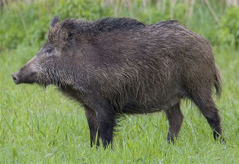 A Guide To British Fauna The Wild Boar Uk