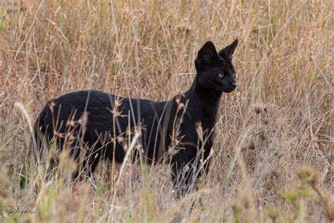 The Black Cat Of The Serengeti African Safari Company