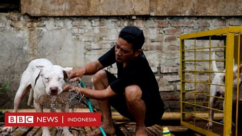 Adu bagong, duel 'mengerikan' babi hutan dan anjing dilarang Pemda Jawa