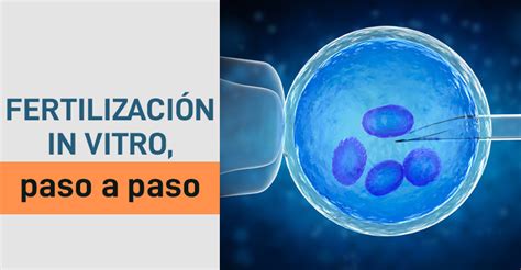 Fertilización in vitro paso a paso