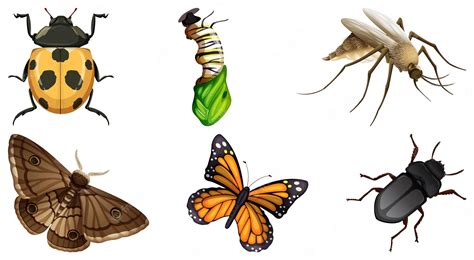 Insect Clip Art Bug Cartoon Clipart Kid Clipart Library Clip Art