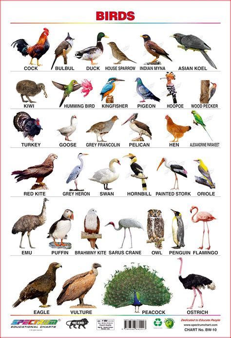 In indian zoo, deer is a commonly seen animal. Prototypic Wild Animals Chart With Names Pdf 6 Domestic ...