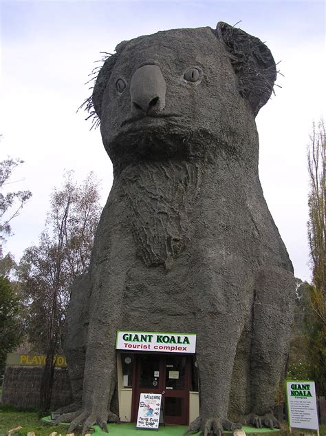 The Big Koala Weird Things In Australia Koala Endangered Animals