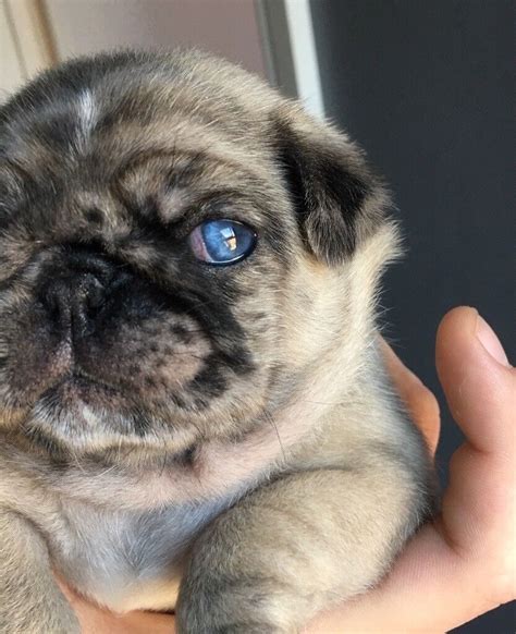 Merle Pug With Blue Eye In Team Valley Trading Estate Tyne And Wear