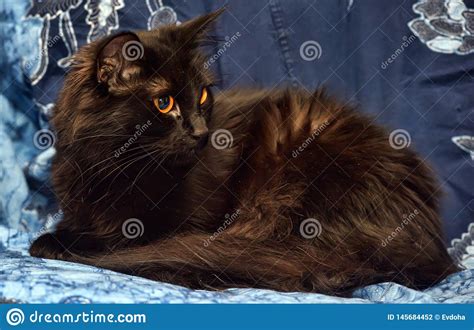 Black Fluffy Cat With Yellow Eyes Stock Photo Image Of Alertness