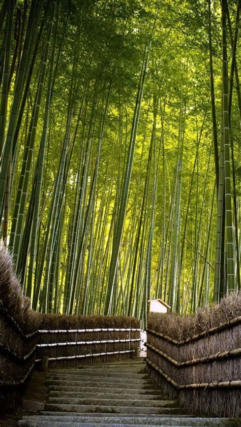 🔥 45 Bamboo Forest Wallpaper Wallpapersafari