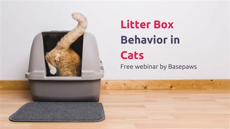 Litter Box Issues In Cats Free Webinar Youtube