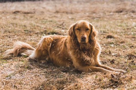 Allsea golden retrievers is not a boarding or kennel facility. Golden Retriever Breeders Oregon: 7 breeders reviewed ...