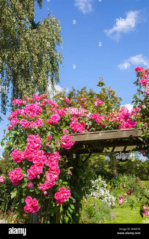 Climbing Rose Pink Perpetue Growing Over A Trellis On A Pergola In An