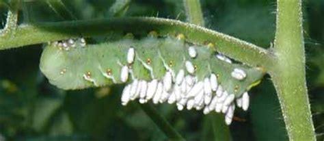 Tomato hornworms, armyworms, cutworms, and loopers are all different types of worms that eat tomato plants. No Hornworms on Stevia