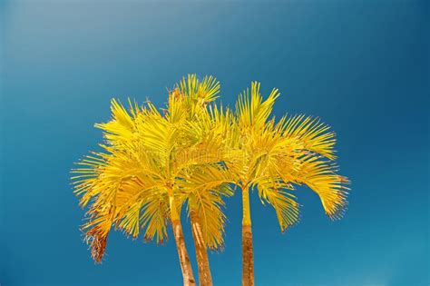 Palm Trees With Yellow Leaves In Philipsburg Sint Maarten Stock Photo