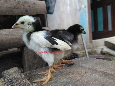 Cara Membedakan Jenis Kelamin Anak Ayam Jantan Atau Betina Terbaru